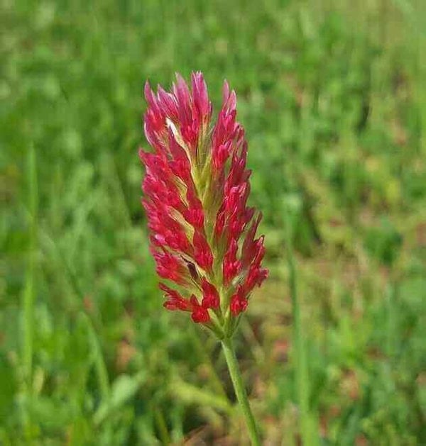 crimson-clover