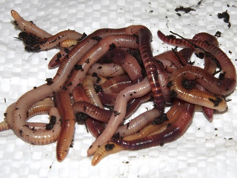 LARGE DENDROBAENA WORMS