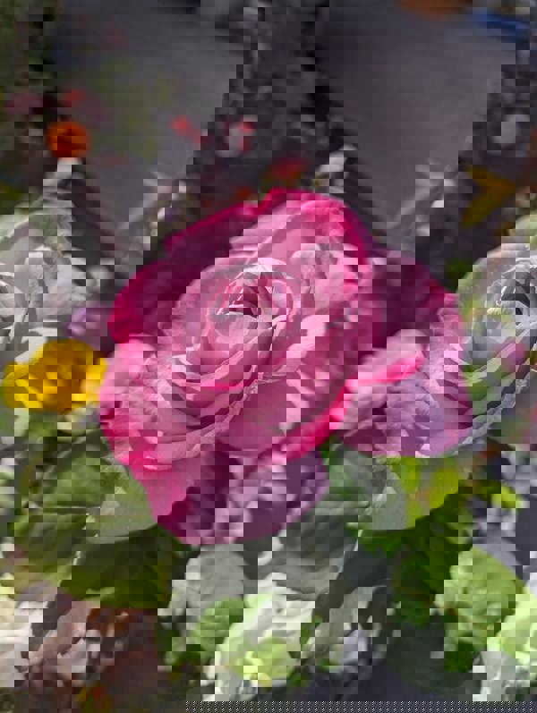 My Lovely Dad Rose - Plants By Post