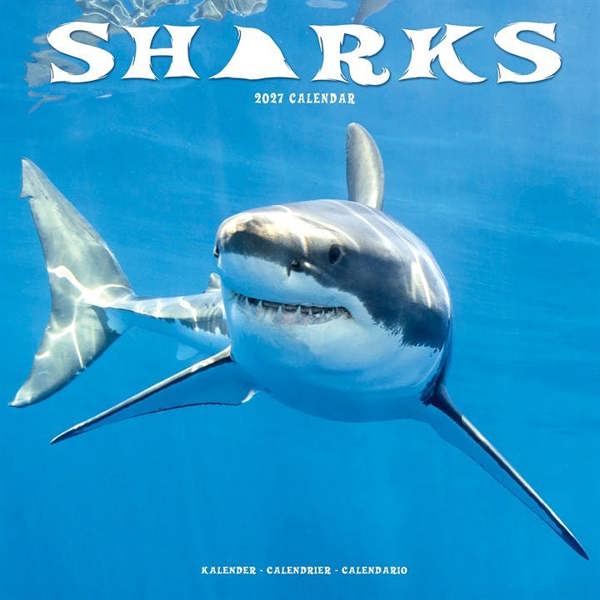 Sharks Calendar 2027, Wall Calendars, Month To View, Animals, Gift