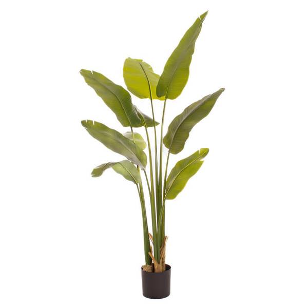 Scottish Everlastings 180cm Real Touch Banana Tree