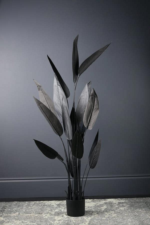 Scottish Everlastings 160cm Black Bird of Paradise Tree