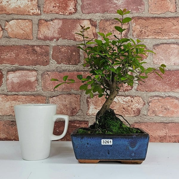 Yorkshire Bonsai Bird Plum (Sageretia) Bonsai Tree | Broom | In 15cm Pot