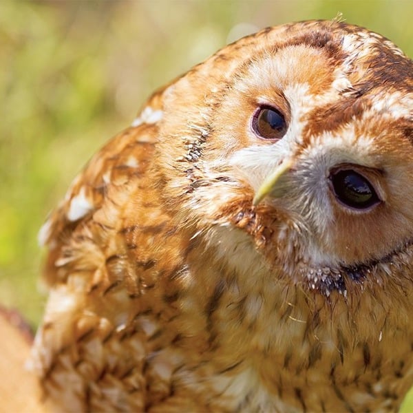 Virgin Experience Days Falconry Taster for Two