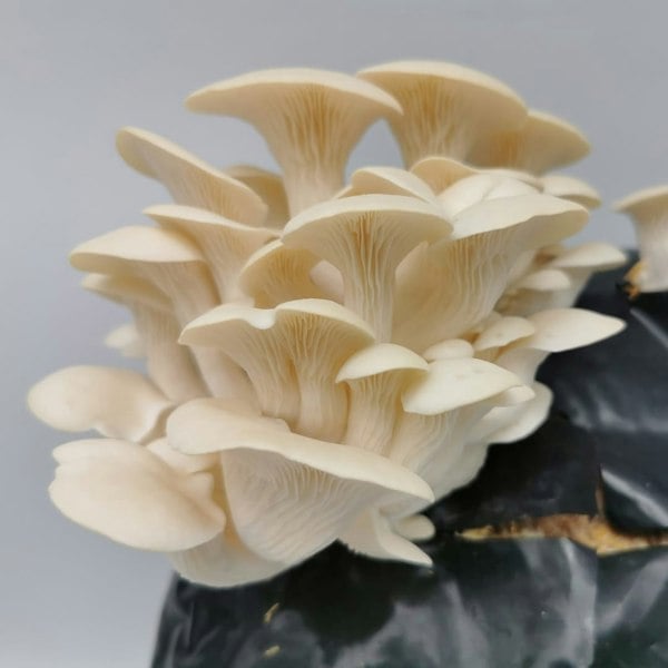 Urban Farm-It White Elm Oyster Mushroom Growing Kit