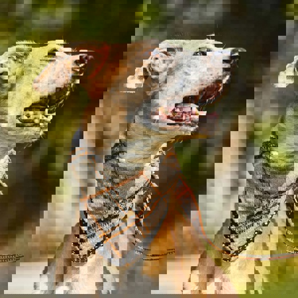 Heritage Traditions Heritage  Hounds Tartan Dog Bandana