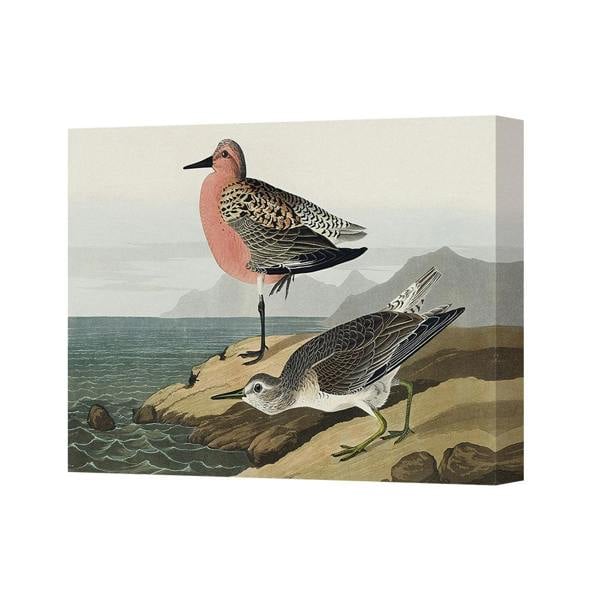 Benjamin Tate Design Two Shorebirds On Rocks Canvas Wall Art Print Seaside Decor