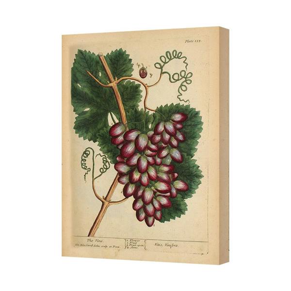 Benjamin Tate Design Grapes On Vine Canvas Art Print Vintage Botanical Illustration