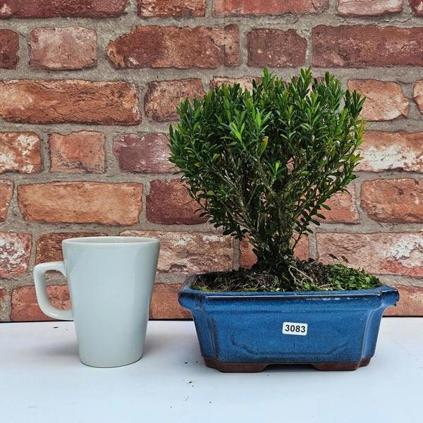 Yorkshire Bonsai Boxwood (Buxus Harlandii) Bonsai Tree | Broom | In 20cm Pot