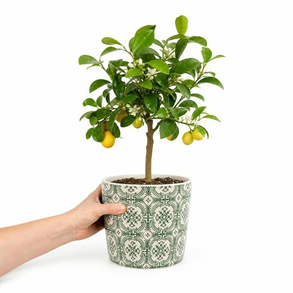 Mini Lemon Tree in 15cm Pot 40-50cm Height Compact Evergreen for Patio and Garden