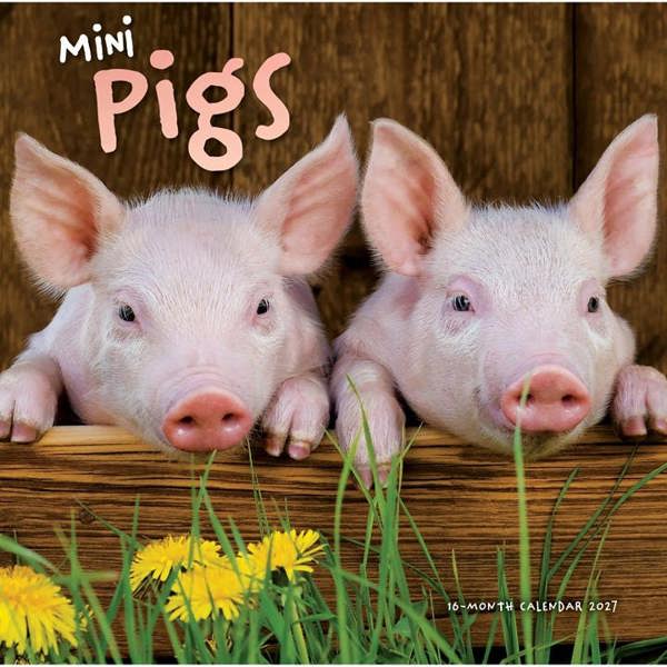 Mini Pigs Calendar 2027, Wall Calendars, Month To View, Animals, Gift