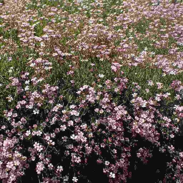 10G Gypsophila Elegans Rose Seeds: Pink Baby’s Breath