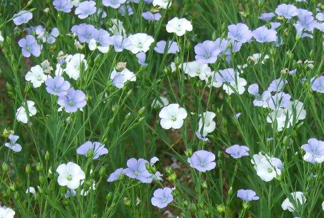 Flaxseed can have white flowers as well as the usual blue flax flowers