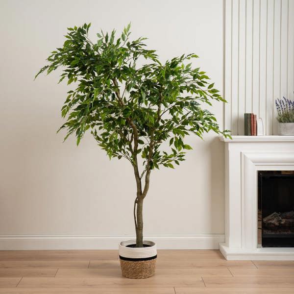 Scottish Everlastings 170cm Real touch Ficus in plastic pot