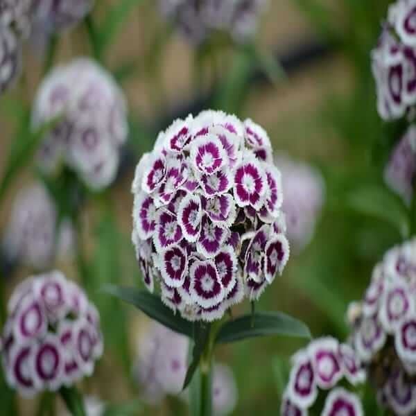 dianthus barbatus nigrescens