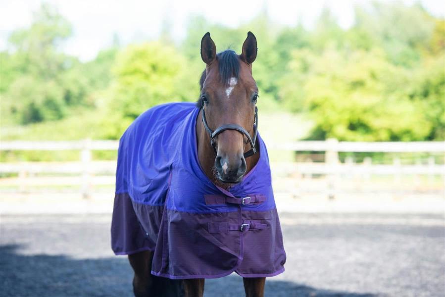 eQuitack 600D Outdoor Winter Mediumweight Waterproof Horse Turnout Rug 100g Fill Standard Neck Nylon Lined Double Buckle Purple/Plum