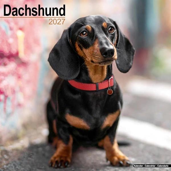 Dachshund Calendar 2027, Wall Calendars, Month To View, Dogs, Gift