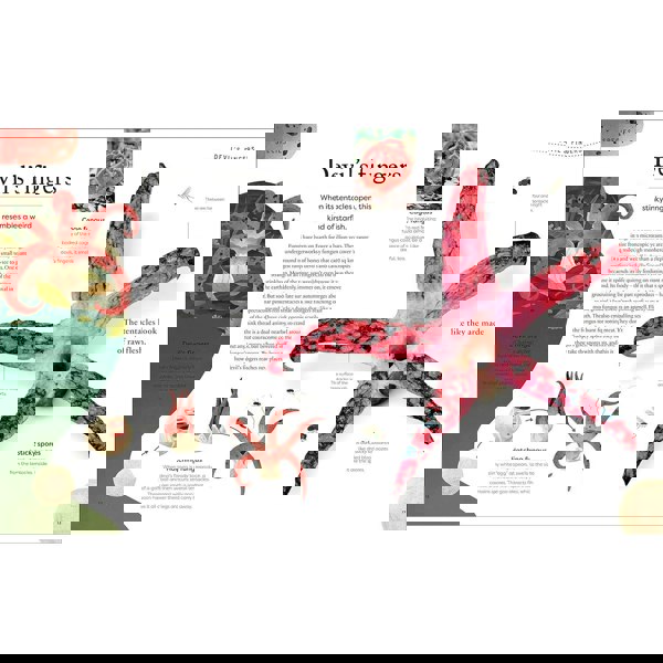 Weird and Wonderful Nature: Tales of More Than 100 Unique Animals, Plants, and Phenomena (DK Treasures)