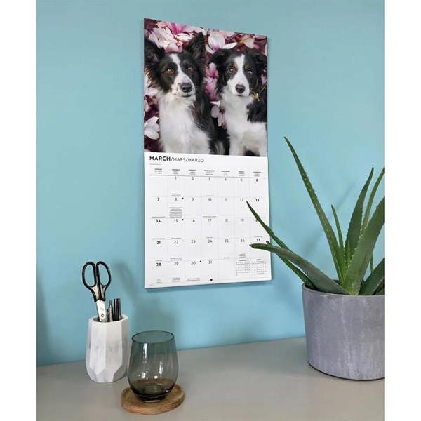 Border Collies Calendar 2027, Wall Calendars, Month To View, Dogs, Gift