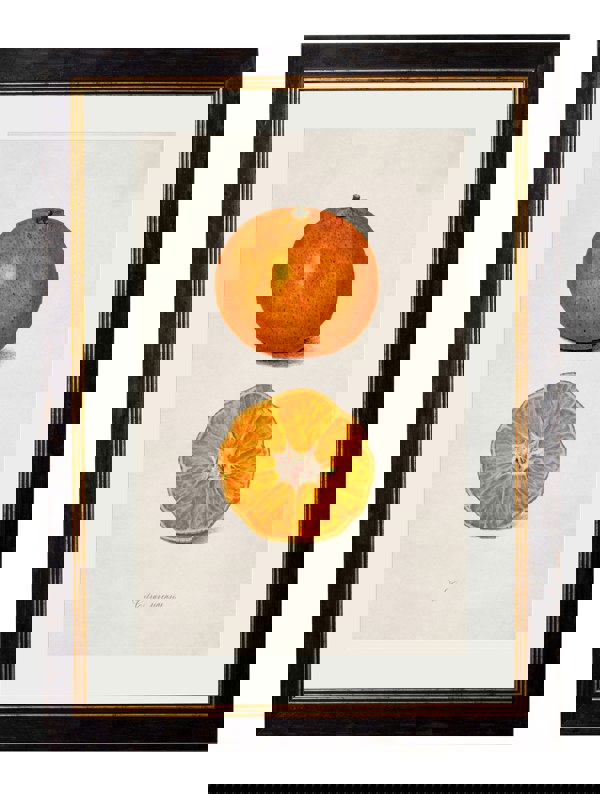 Exceptional Art c.1886 Study of Citrus Fruit