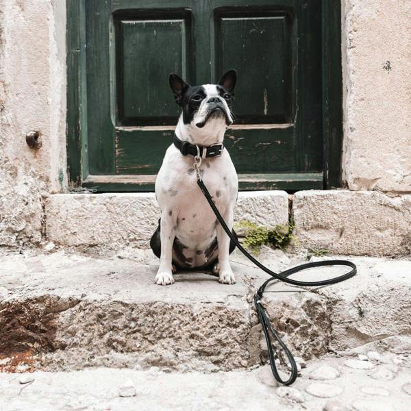EzyDog Oxford Leather Classic Dog Lead in Black