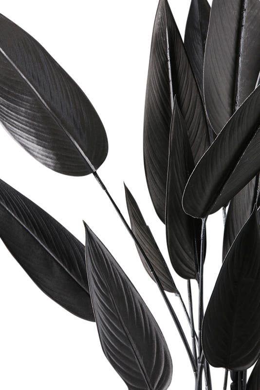 Scottish Everlastings 160cm Black Bird of Paradise Tree