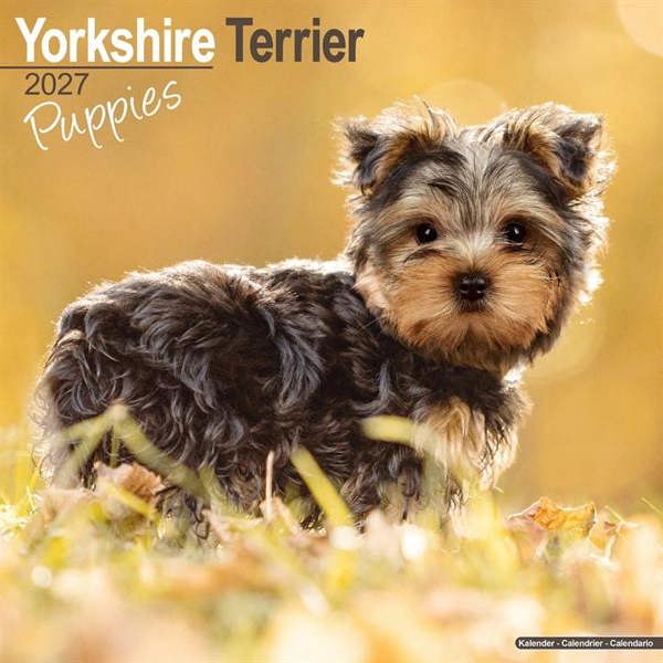 Yorkshire Terrier Puppies Calendar 2027, Wall Calendars, Month To View, Dogs, Gift