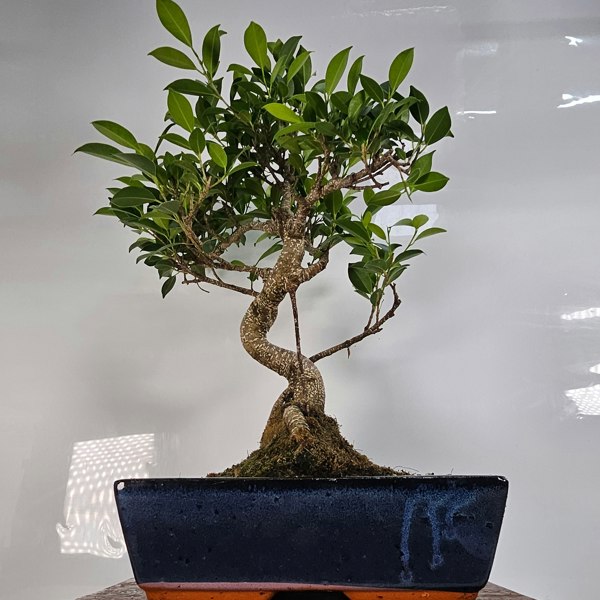 Yorkshire Bonsai Ficus Microcarpa (Banyan Fig) Indoor Bonsai Tree | Shaped | In 30cm Pot