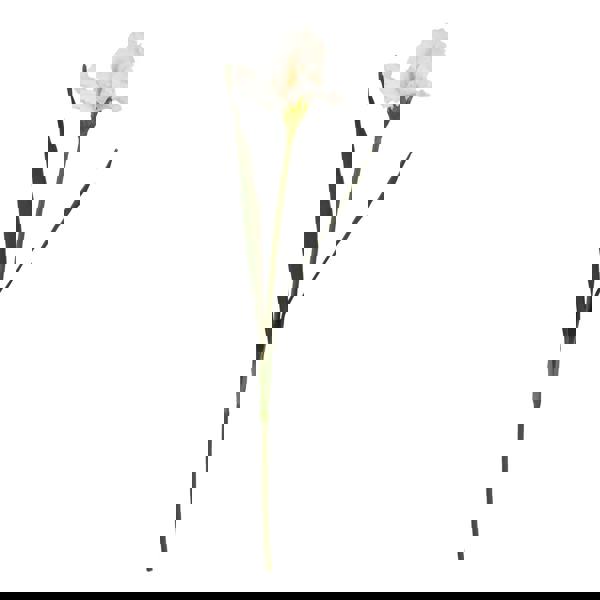 Hill Interiors The Natural Garden Collection Fringed Iris Artificial Flower - Pale Apricot - 