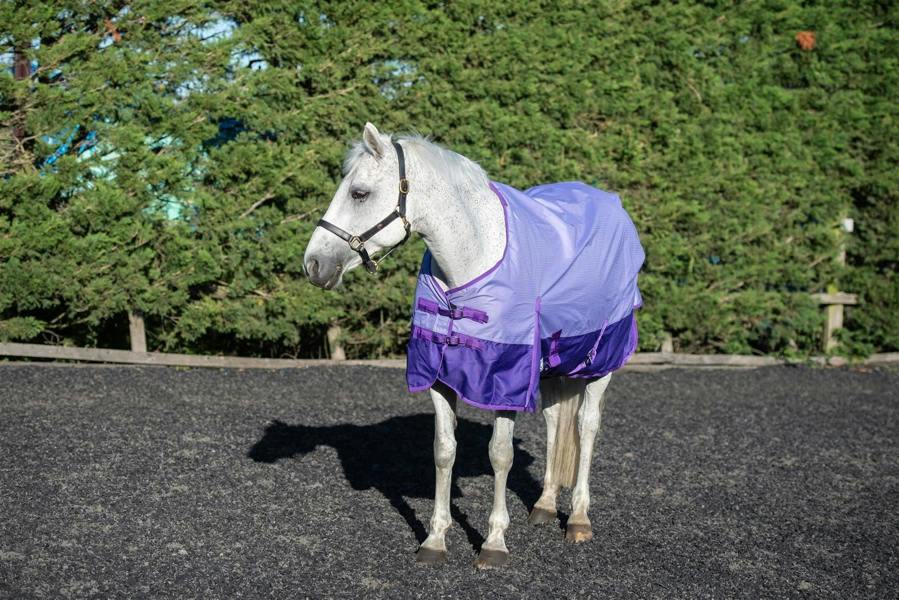 eQuitack 600D Outdoor Winter Mediumweight Waterproof Horse Turnout Rug 50g Fill Regular Neck Double Buckle Lavender/Purple