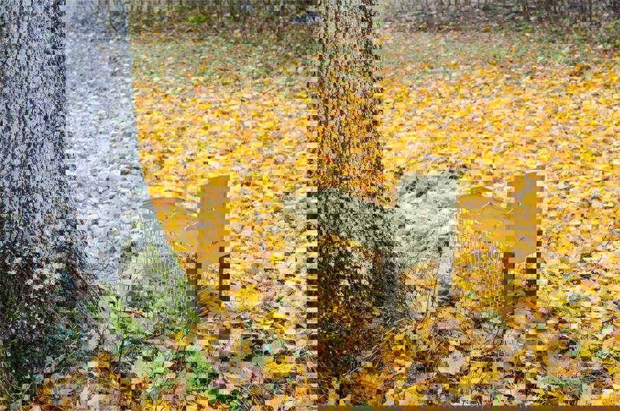 St Helens Live Animal Trap, Squirrels and Small Wildlife