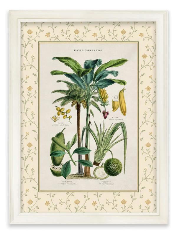 Exceptional Art c.1877 Plants Used as Food and Clothing with Floral Mount - Cream Hurstwood Frame