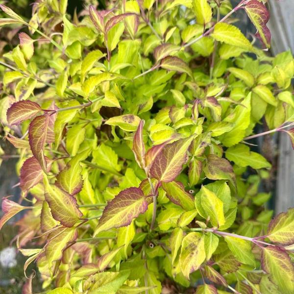 Direct Plants Leycesteria Golden Lanterns Himalayan Honeysuckle Shrub Extra Large Plant Supplied in a 3 Litre Pot