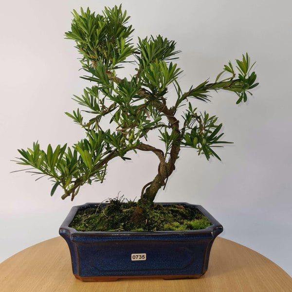 Buddhist Pine (Podocarpus Micro) Bonsai Tree | Shaped | In 25cm Pot