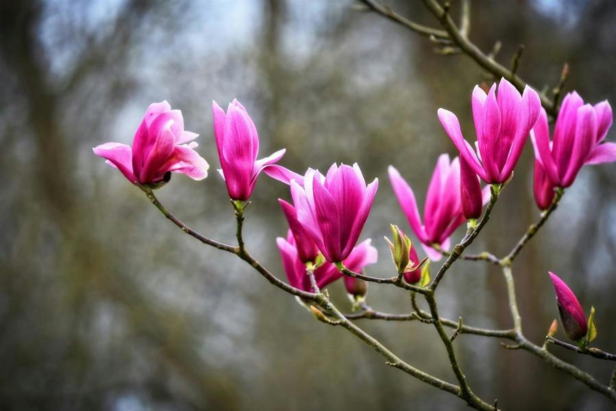 Direct Plants Magnolia Susan Pink Tree Plant 100cm Tall in a 3 Litre Pot