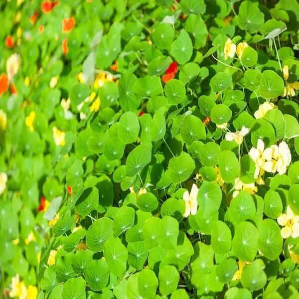 nasturtium leaves