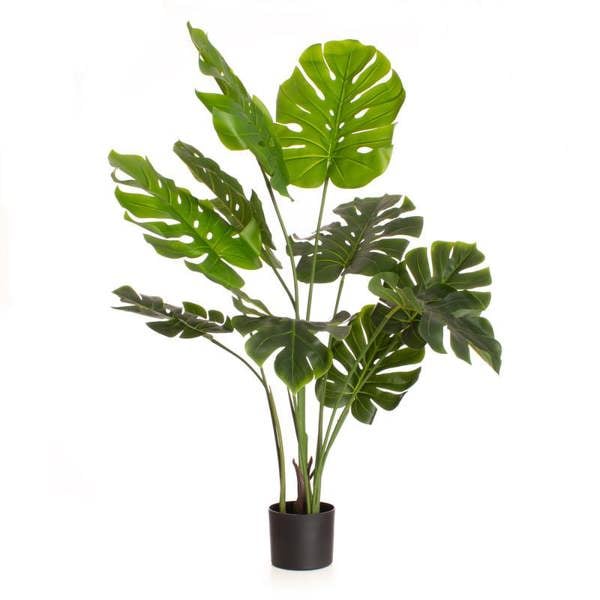 Scottish Everlastings 120cm Real Touch Monstera/Cheese Plant