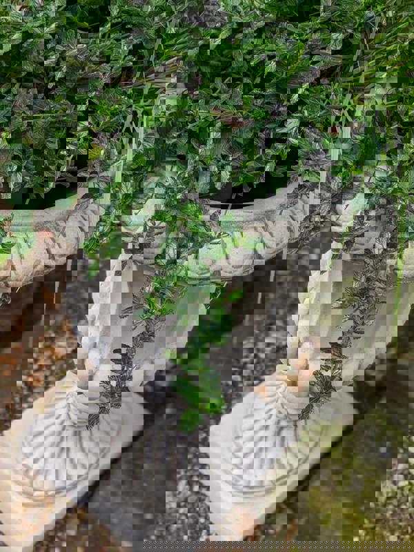 Pair of Large Flute Stone Garden Vases