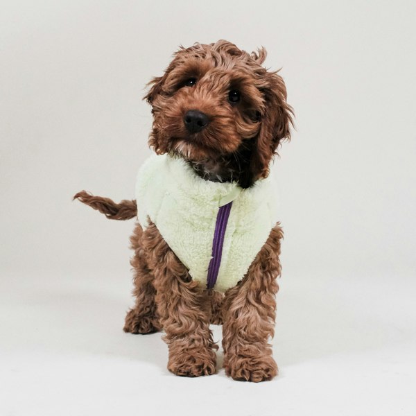 Barc London Sherpa Fleece Dog Vest - Lime