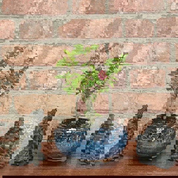 Yorkshire Bonsai Bougainvillea Bonsai Tree - In 15cm Pot