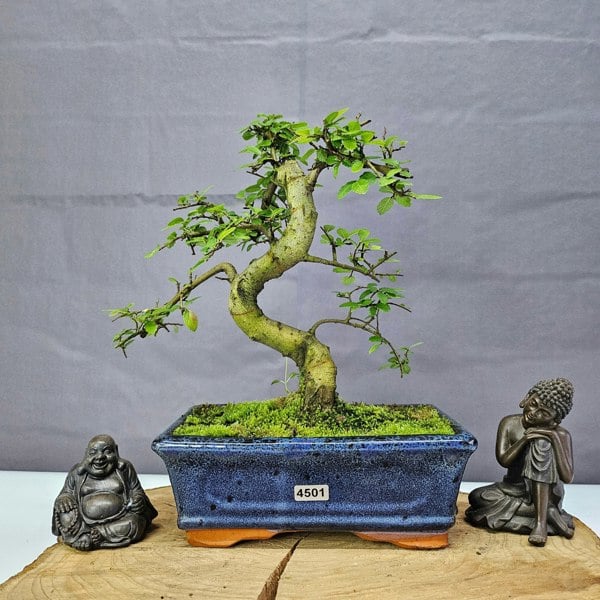 Yorkshire Bonsai Chinese Elm (Ulmus Parvifolia) Bonsai Tree | Shaped | In 20cm Pot