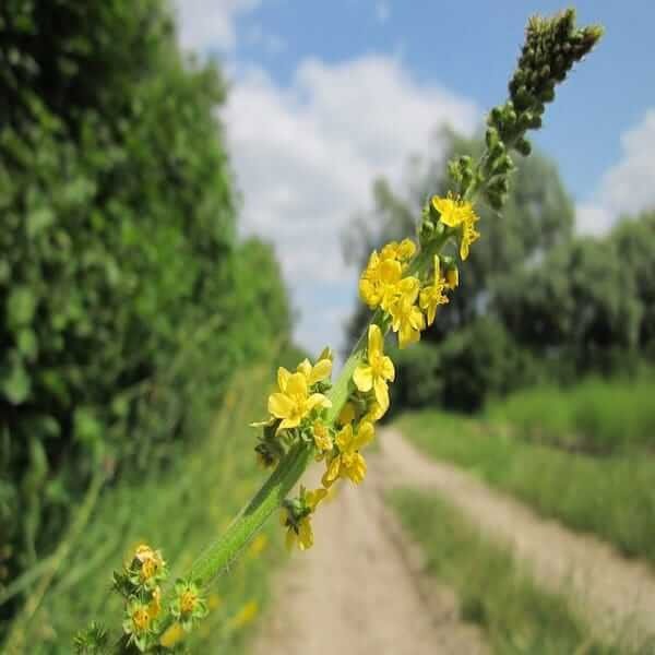 agrimonia eupatoria benefits