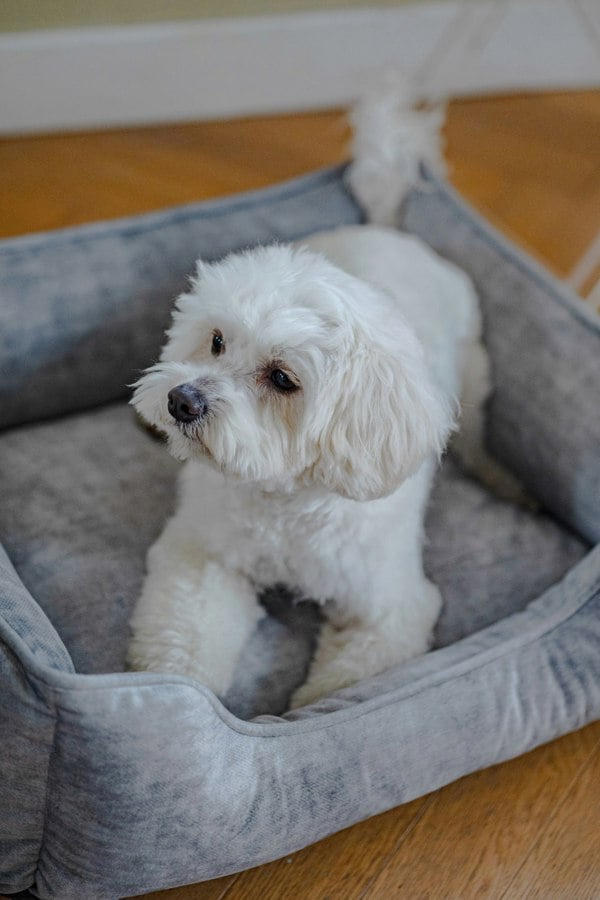 Snug and Cosy Pets Eco Rectangle Bed