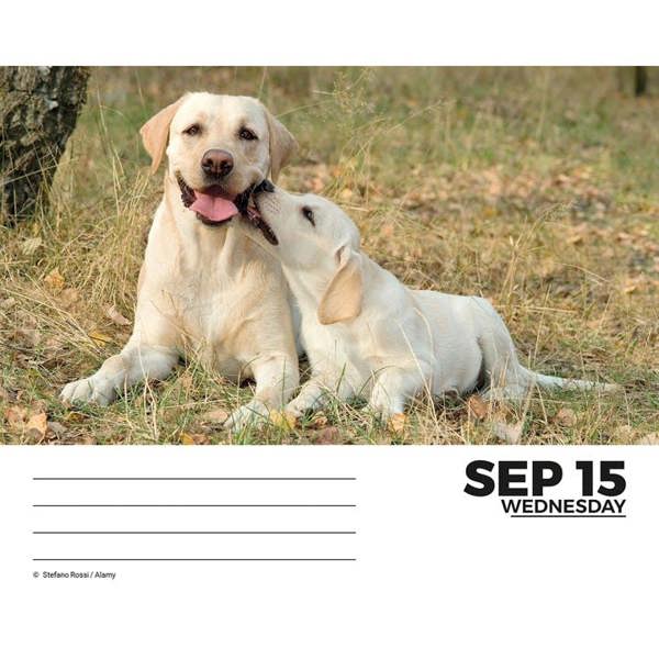 Labrador Retrievers Desk Calendar 2027, Desk Calendars, Day To View, Dogs, Gift
