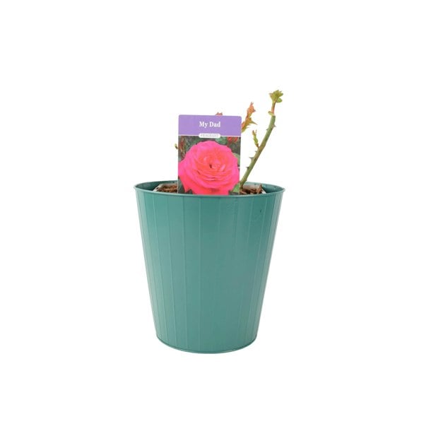 Rose My Dad 5.5 Litre Pot Plants By Post