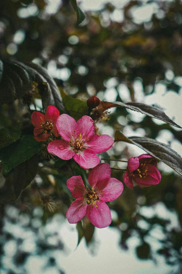 Direct Plants Malus Director Moerland Crab Apple Tree 5-6ft Tall By Direct Plants