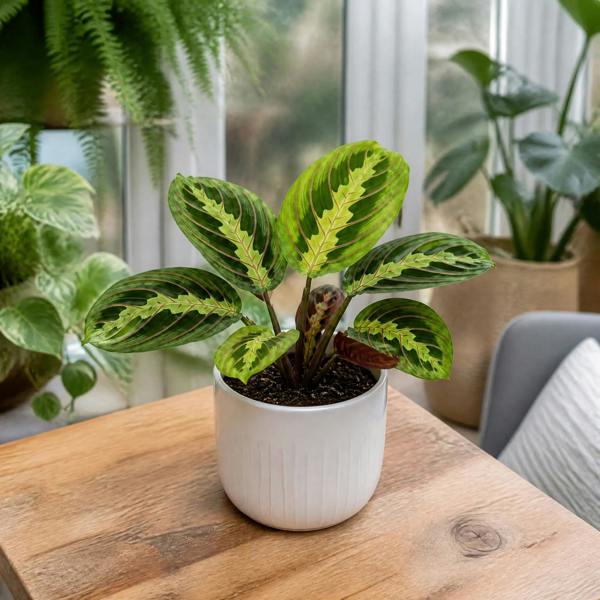 Maranta Lemon Lime Prayer Plant 12cm Pot – Variegated Indoor Houseplant The Rose Press Garden