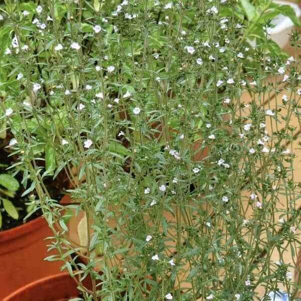 summer savory seeds – aromatic culinary herb with small leaves ready for harvest