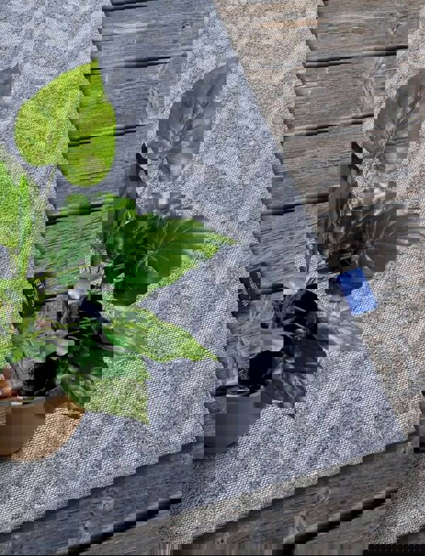 The Rugs Indoor-Outdoor Chevron Design Rug