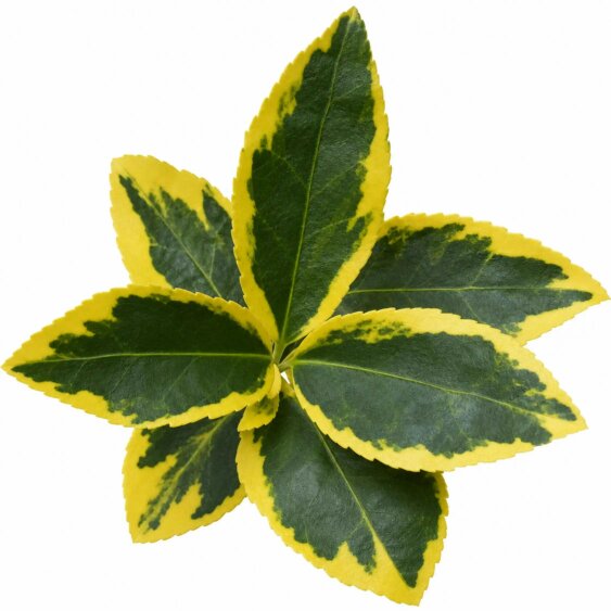 Euonymus Aureomarginatus Golden Variegated Evergreen Shrub 2L Pot